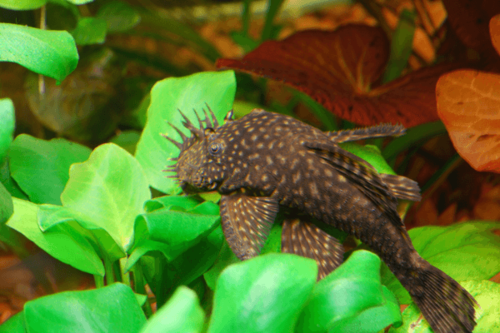 פלקו אניצסטרוס-Bushy Nose Plecostomus