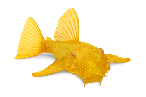פלקו אניצסטרוס אלבינו-(L-144)Bushy Nose Plecostomus