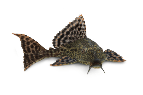 פלקו מצוי-Trinidad Plecostomus