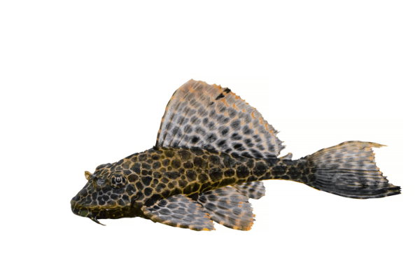 פלקו גיביציס-Sailfin Plecostomus
