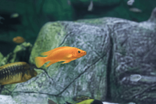ללופי כתום-Orange Leleupi Cichlid