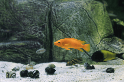 ללופי כתום-Orange Leleupi Cichlid