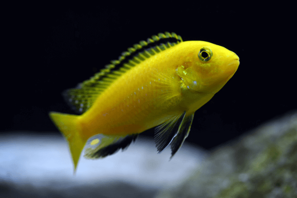 ציקליד קורליוס-Electric Yellow Cichlid