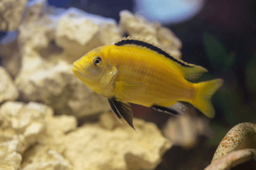 ציקליד קורליוס-Electric Yellow Cichlid