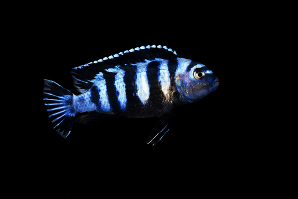 ציקליד דמסוני-Demasoni Cichlid