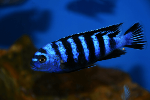 ציקליד דמסוני-Demasoni Cichlid