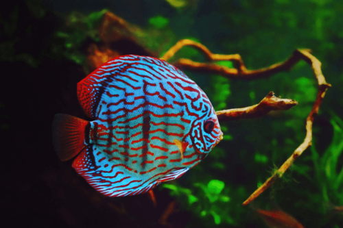 דיסקוס קובלט כחול-Cobalt Blue Discus