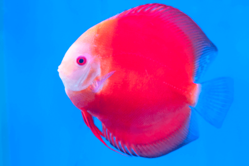  דיסקוס רד מלבורו Red Marlboro Discus