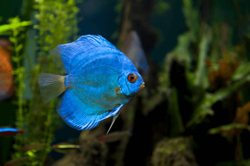  דיסקוס בלו דיימונד-Blue Diamond Discus