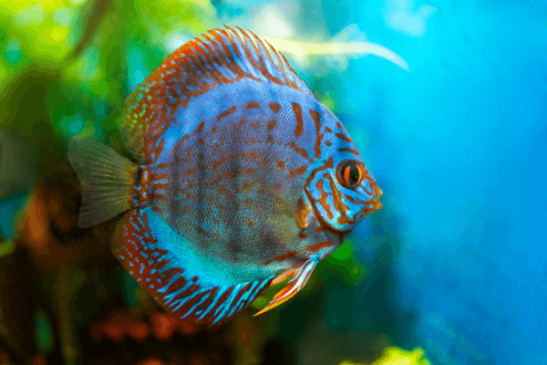  דיסקוס רויאל כחול-Royal Blue Discus