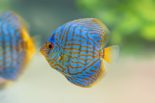  דיסקוס רויאל כחול-Royal Blue Discus