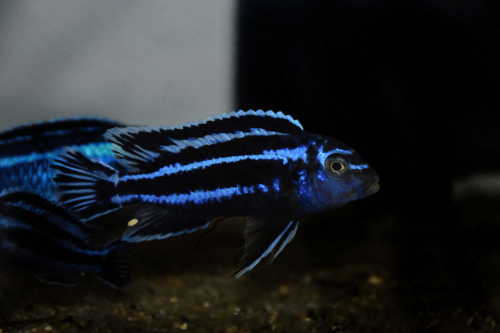 ציקליד מנגנו-Maingano Cichlid