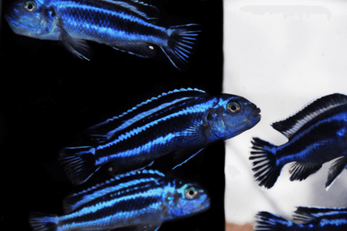 ציקליד מנגנו-Maingano Cichlid