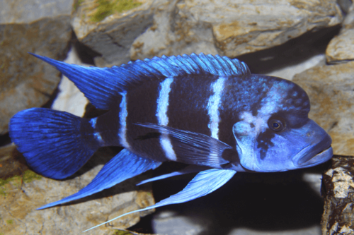 פרונטוזה-Frontosa Cichlid