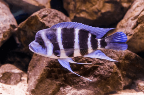 פרונטוזה-Frontosa Cichlid