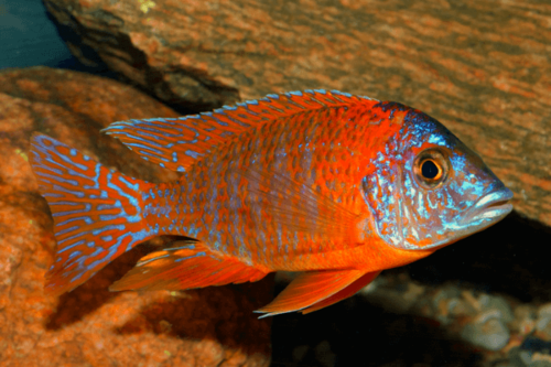 ציקליד פיקוק אדום(יוריקה)-Red Peacock Cichlid