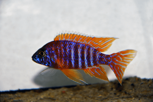 ציקליד פיקוק אדום(יוריקה)-Red Peacock Cichlid