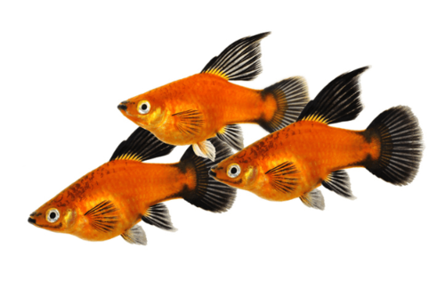 פלטי קורל-Red Wag Platy