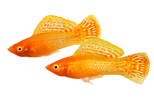 מולי מפרש-Sailfin Molly
