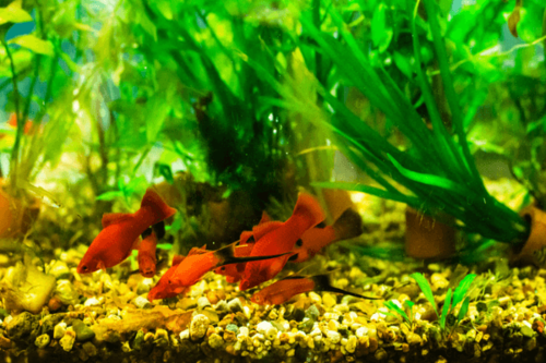 סייפן שחור זנב-Red Wag Swordtail