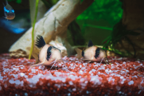 קורידורס פנדה- Panda Corydoras
