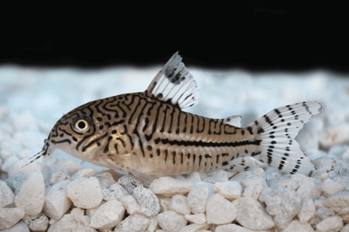 קורידורס פלס ג'ולי False Julii Cory Cat