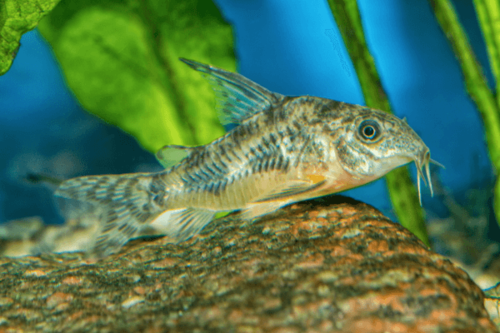 קורידורס פלפל-Peppered Cory Cat