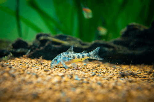 קורידורס פלפל-Peppered Cory Cat