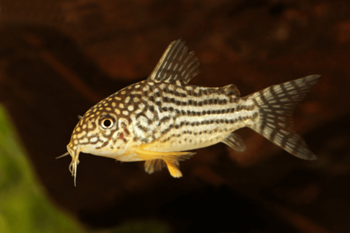 קורידורס סטארביי-Sterba's Cory Cat