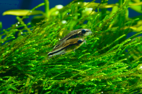 קורידורס ננסי פיגמי-Pygmy Cory