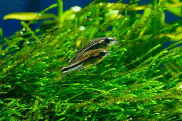 קורידורס ננסי פיגמי-Pygmy Cory