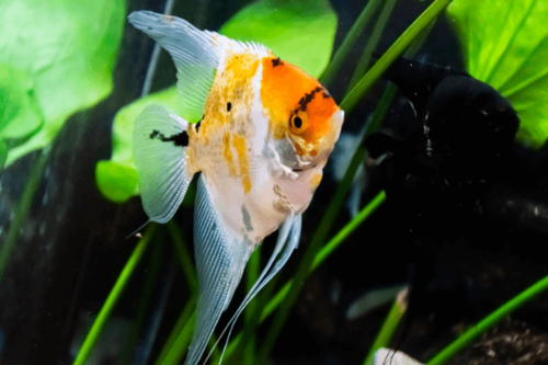 סקלאר קוי-Koi Angelfish