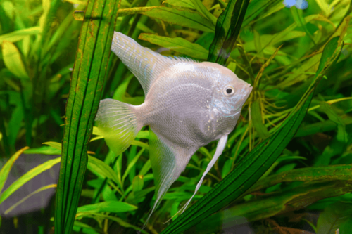 סקלאר פלטינום Platinum Angelfish