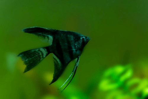 סקלאר שחור Black Angel