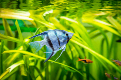 סקלאר כחול-Blue Angelfish