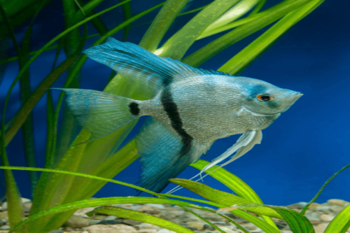 סקלאר כחול-Blue Angelfish