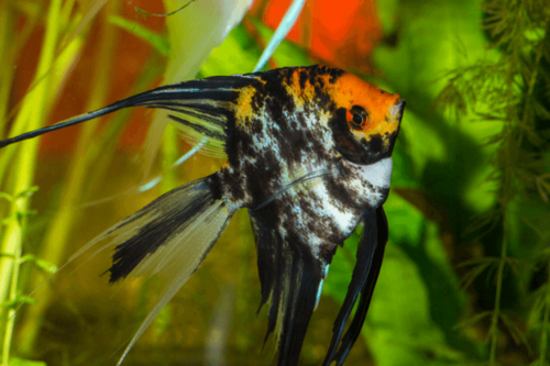 סקלאר מארבל כתום-Orange Marble Angelfish