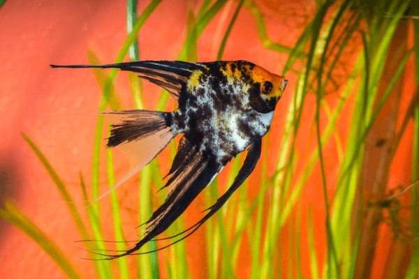 סקלאר מארבל כתום-Orange Marble Angelfish