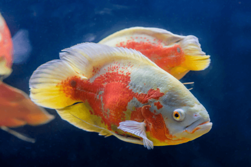 אוסקר-Oscar Cichlid
