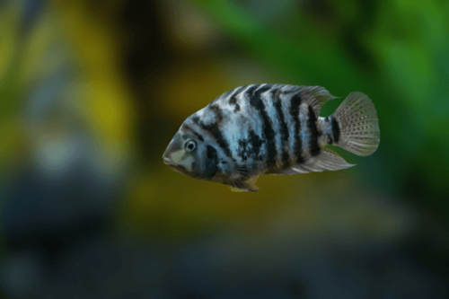 זברה-Convict Cichlid