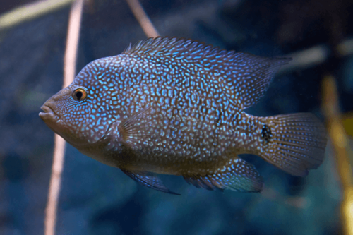 ציקליד טקסס-Texas Cichlid