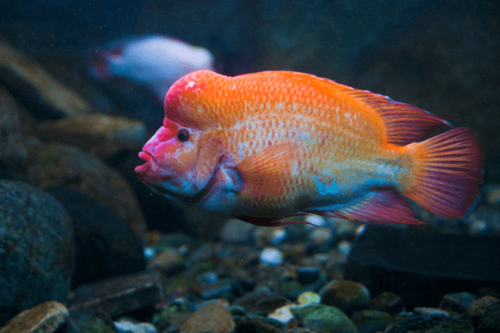 ציקליד שטן -midas Cichlid