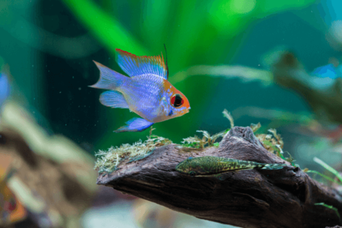 ציקליד ננסי רמירז-German Blue Ram