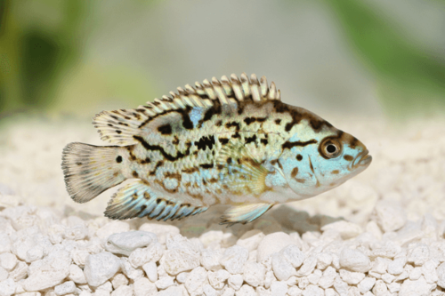 ציקליד ג'ק דמפסי כחול-Electric Blue Jack Dempsey