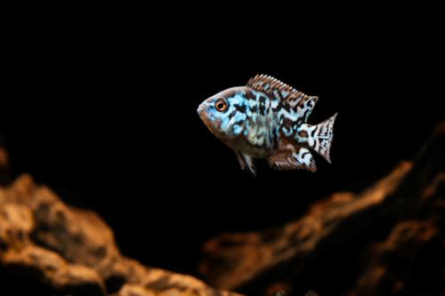 ציקליד ג'ק דמפסי כחול-Electric Blue Jack Dempsey