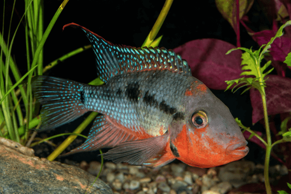 ציקליד פה אש-Firemouth Cichlid