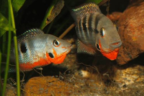 ציקליד פה אש-Firemouth Cichlid