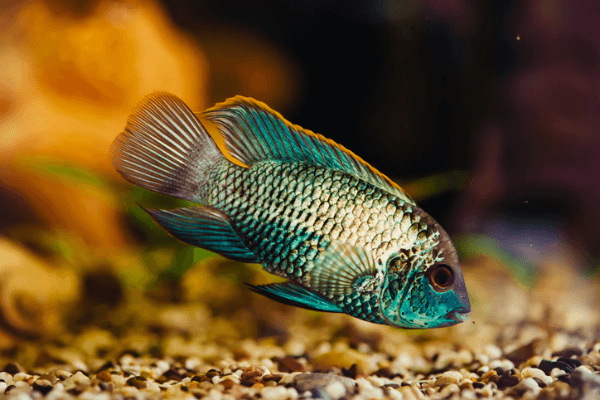 ציקליד אקרה כחולה-Blue Acara