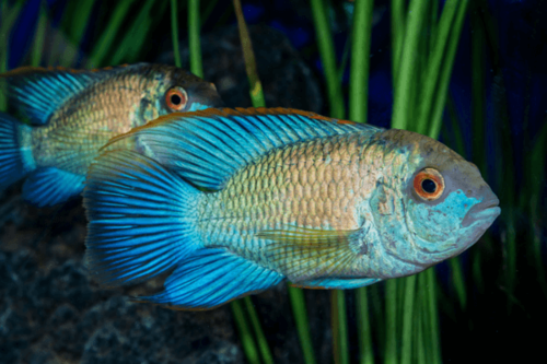 ציקליד אקרה כחולה-Blue Acara