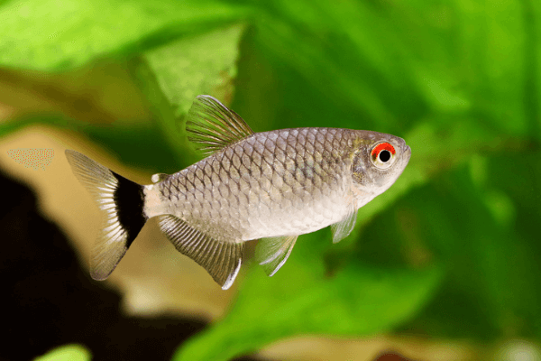 טטרה עין אדומה-Red Eye Tetra 